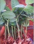 供應(yīng)玫瑰種苗 非洲菊種苗指導(dǎo)價 供應(yīng)玫瑰種苗 非洲菊種苗廠商 供應(yīng)玫瑰種苗 非洲菊種苗廠商 圖 盡在農(nóng)苗網(wǎng) 呈貢采樂花卉經(jīng)營部