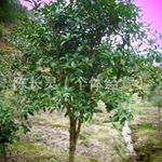 福建永福花卉桂花種植基地批發(fā)直銷 品質(zhì)與價格的完美平衡