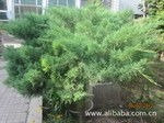 花卉種植的精細管理與誠信供應(yīng)——以某產(chǎn)業(yè)景觀公司為例