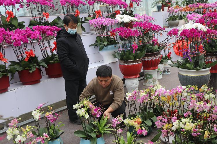 濱州市陽信縣商店鎮(zhèn) 蝴蝶蘭開出鄉(xiāng)村振興“致富花”