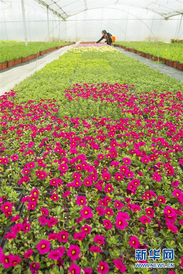 江蘇海安 “美麗產(chǎn)業(yè)”助農(nóng)增收 花卉種植鋪就致富路